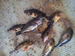 沖の一文字でウキ釣り、多魚種釣れています！…