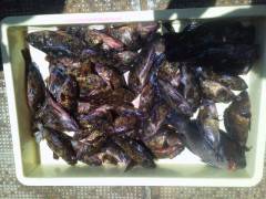 ガシラを約50匹他　旧の赤灯台で大漁です！…