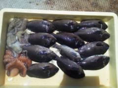 沖の一文字でウキ釣り、多魚種釣れています！