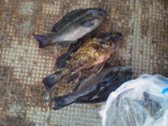 岸和田一文字　ウキ釣りでグレ＆ガシラの釣果…