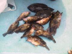 岸和田一文字　ウキ釣りでハネ＆ガシラ・グレの釣果