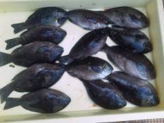 岸和田一文字　ウキ釣りでグレ＆ガシラの釣果