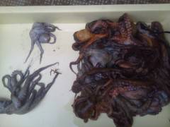 岸和田一文字　タコの好釣果出てます！