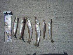 鰯浜漁港 投げ釣りでキス〜25cm6匹☆