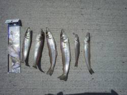 鰯浜漁港　投げ釣りでキス〜25cm6匹☆