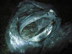 兵庫突堤、サビキなどで6魚種の釣果