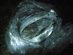 兵庫突堤、サビキなどで6魚種の釣果