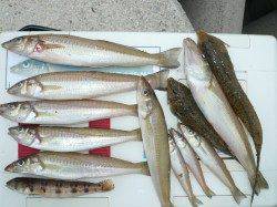 洲本　投げ釣りでキス〜24cm10匹、他コチ・ハゼなど