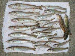 志筑　投げ釣りでキス〜23cm22匹☆　淡路島もピンギスモーか