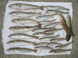 志筑　投げ釣りでキス〜23cm22匹☆　淡…