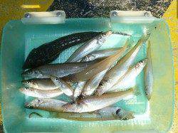 津居山港　アスリートカップ終了後に、投げ釣りでキス〜17cm☆