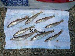 東二見人口島　２時間程度の引き釣りでキス〜17cm8匹