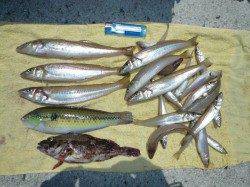 佐野　投げ釣りでキス　24.5cmの良型で満足釣果