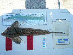 佐野　投げ釣りでキス　24.5cmの良型で満足釣果