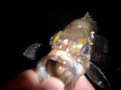 兵庫突堤でメバリング釣果、周りではタコや太刀魚も