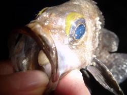 兵庫突堤でメバリング釣果、周りではタコや太…