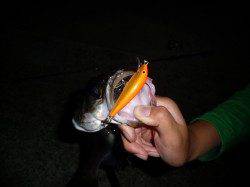 南芦屋浜の河口でシーバスゲーム★