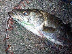 田尻漁港シーバス高活性！バチパターン健在！