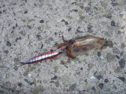 武庫川尻一文字、ハリミツ・イカ串仕掛けでイ…