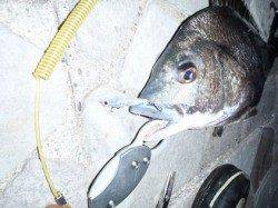 嬉しい外道♪　メバリングでチヌ！