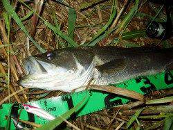 津居山港　雨上がりの円山川でシーバス64cm！