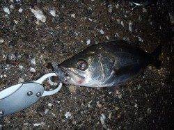 舞洲でメバル狙いで釣行、釣れたのは・・・・嬉しい釣果♪