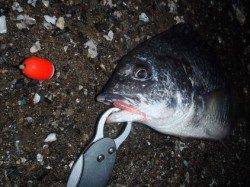 舞洲でメバル狙いで釣行、釣れたのは・・・・嬉しい釣果♪