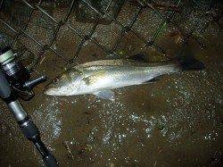 いい雰囲気の円山川、中層で引いてみると何とかHIT！