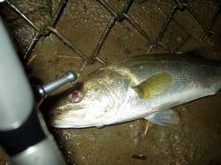 いい雰囲気の円山川、中層で引いてみると何と…