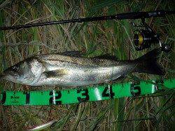 円山川シーバスゲーム、見事サイズUP☆