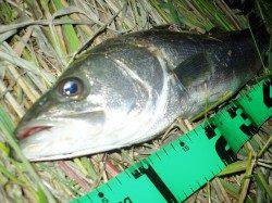 円山川シーバスゲーム、見事サイズUP☆