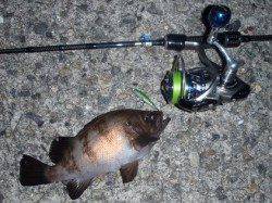 田尻漁港でメバリング、メバル・シーバスなどの釣果