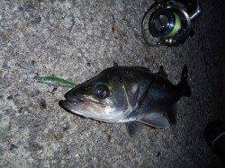 田尻漁港でメバリング、メバル・シーバスなどの釣果