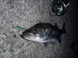 田尻漁港でメバリング、メバル・シーバスなど…