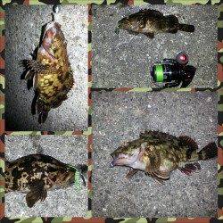 舞洲でのチニング、チヌ、キビレの姿は見れませんでした