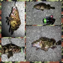 舞洲でのチニング、チヌ、キビレの姿は見れませんでした