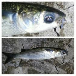 舞洲　短時間のメバリングでガシラ＆ボラ　明日からに期待です　