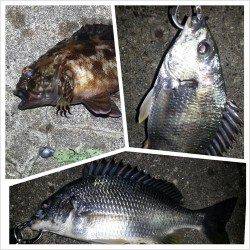 舞洲　22時からのチニングでキビレ2匹＆ガシラ1匹