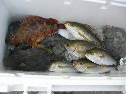 サカムラ筏へカセ釣りに、イサキ・カワハギなどの釣果☆