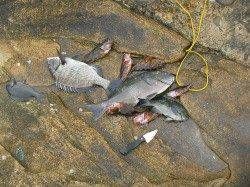 朝一いきなりフカセで39cmの グレ！！御坊の磯