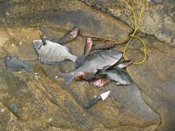 朝一いきなりフカセで39cmの グレ！！御…