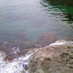 下浜港　ウキ釣りで20〜23cmの中アジ13匹☆