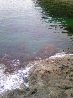 下浜港　ウキ釣りで20〜23cmの中アジ13匹☆