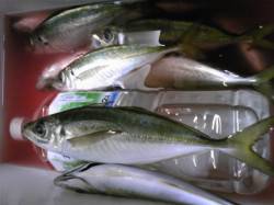 下浜港　ウキ釣りで20〜23cmの中アジ1…