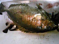 妻鹿（白浜）漁港でウキ釣り、アイゴ・ガシラの釣果