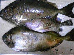 妻鹿（白浜）漁港でウキ釣り、アイゴ・ガシラの釣果