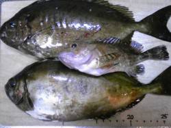 妻鹿（白浜）漁港でウキ釣り、アイゴ・ガシラ…