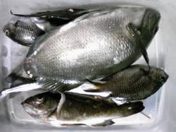 妻鹿（白浜）漁港　フカセでグレ・メバル・サ…