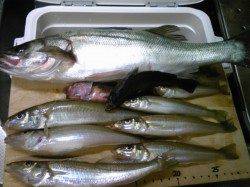 １万トン先端テトラでウキ釣り・ちょい投げの釣果