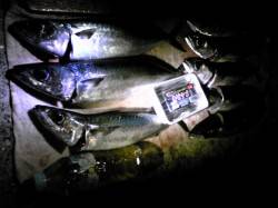 アジュール舞子、ウキ釣りで大サバの釣果☆